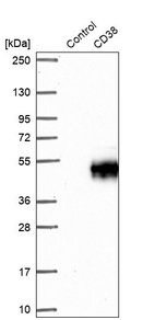 Anti-CD38 Antibody