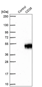 Western blot analysis in control (vector only transfected HEK293T lysate) and CD38 over-expression lysate (Co-expressed with a C-terminal myc-DDK tag (~3.1 kDa) in mammalian HEK293T cells, LY419752).