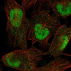 Immunofluorescent staining of human cell line U-251 MG shows localization to nucleoplasm.