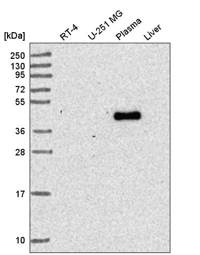 Anti-RNF135 Antibody