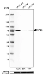 Western blot analysis in A-549 cells transfected with control siRNA, target specific siRNA probe #1 and #2, using Anti-PHF23 antibody. Remaining relative intensity is presented. Loading control: Anti-GAPDH.