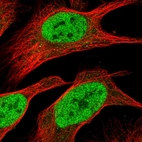 Immunofluorescent staining of human cell line U-2 OS shows localization to nucleoplasm.