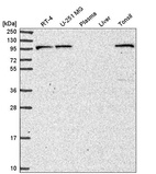 Anti-PIK3R5 Antibody