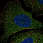 Immunofluorescent staining of human cell line U-2 OS shows localization to cytosol & microtubule organizing center.