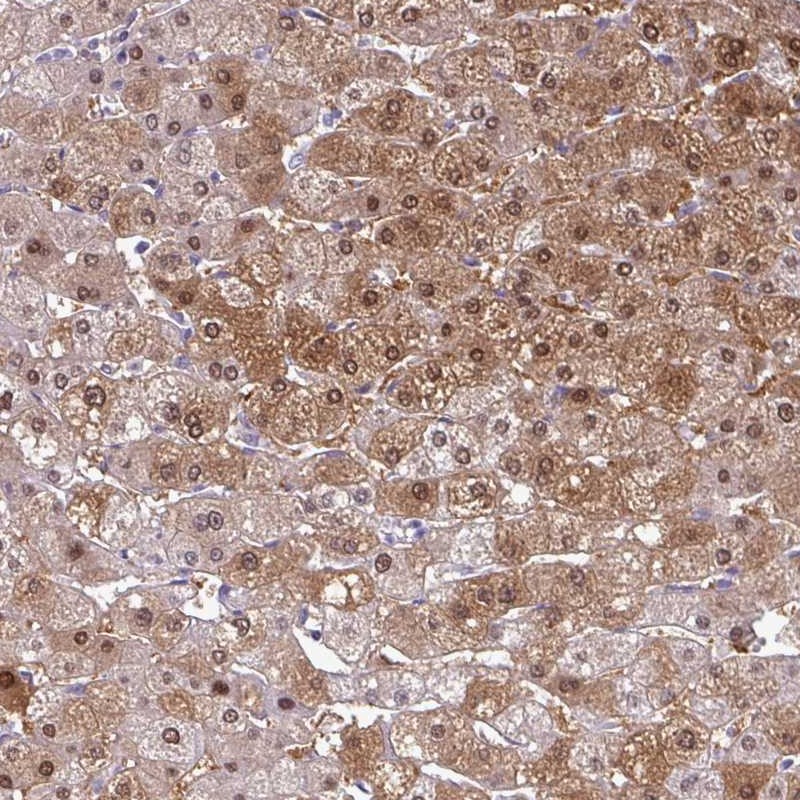Anti-SRGAP1 Antibody