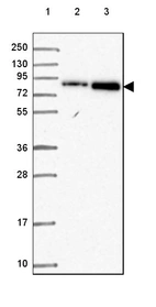 Lane 1: Marker [kDa] 250, 130, 95, 72, 55, 36, 28, 17, 10_br/_Lane 2: Human cell line RT-4_br/_Lane 3: Human cell line U-251 MG