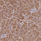 Anti-CEP95 Antibody