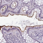 Anti-EYA3 Antibody