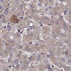 Immunohistochemical staining of human liver using Anti-AFM antibody HPA052437.