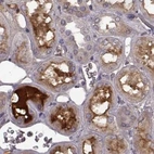 Immunohistochemical staining of human kidney using Anti-AFM antibody HPA052437.