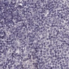 Immunohistochemical staining of human lymph node using Anti-AFM antibody HPA052437.