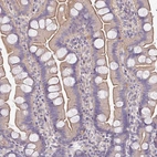 Immunohistochemical staining of human small intestine shows weak cytoplasmic positivity in glandular cells.