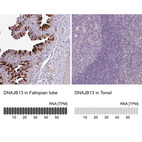 Anti-DNAJB13 Antibody