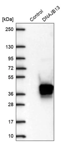 Western blot analysis in control (vector only transfected HEK293T lysate) and DNAJB13 over-expression lysate (Co-expressed with a C-terminal myc-DDK tag (~3.1 kDa) in mammalian HEK293T cells, LY406985).