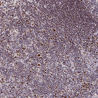 Immunohistochemical staining of human lymph node shows moderate nuclear positivity in non-germinal center cells.