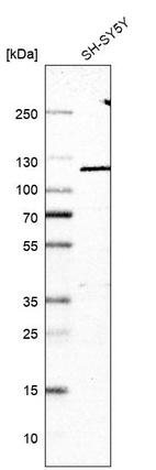Western blot analysis in human cell line SH-SY5Y.