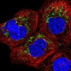 Immunofluorescent staining of human cell line A-431 shows localization to mitochondria.