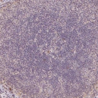 Immunohistochemical staining of human lymph node shows no positivity in germinal center cells as expected.