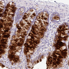 Immunohistochemical staining of human colon shows strong secreted positivity in glandular cells.