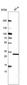 Anti-TMEM81 Antibody