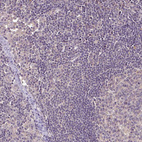 Immunohistochemical staining of human lymph node shows no cytoplasmic positivity in non-germinal center cells as expected.