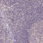Immunohistochemical staining of human lymph node shows no cytoplasmic positivity in non-germinal center cells as expected.