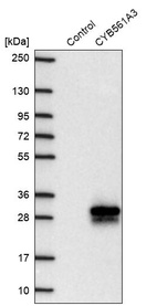 Western blot analysis in control (vector only transfected HEK293T lysate) and CYB561A3 over-expression lysate (Co-expressed with a C-terminal myc-DDK tag (~3.1 kDa) in mammalian HEK293T cells, LY407026).