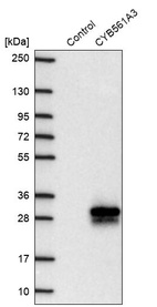 Anti-CYB561A3 Antibody