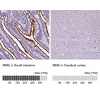 Anti-MME Antibody