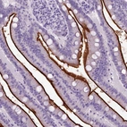 Immunohistochemical staining of human small intestine shows strong membranous positivity in glandular cells.