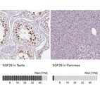 Anti-SGF29 Antibody
