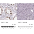 Anti-SGF29 Antibody