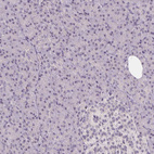 Immunohistochemical staining of human Pancreas shows very weak nuclear positivity in exocrine glandular cells.