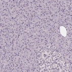 Immunohistochemical staining of human Pancreas shows very weak nuclear positivity in exocrine glandular cells.