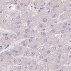 Immunohistochemical staining of human liver using Anti-TMEM237 antibody HPA052596.