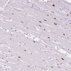 Anti-ADSS1 Antibody