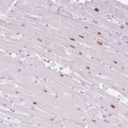 Anti-ADSS1 Antibody
