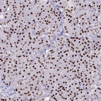 Immunohistochemical staining of human pancreas shows strong nuclear positivity in exocrine glandular cells.