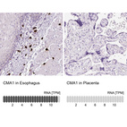 Anti-CMA1 Antibody