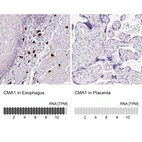 Immunohistochemistry analysis in human esophagus and placenta tissues using HPA052634 antibody. Corresponding CMA1 RNA-seq data are presented for the same tissues.