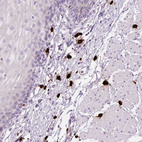 Anti-CMA1 Antibody