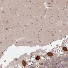 Anti-CAMLG Antibody