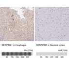 Anti-SERPINB1 Antibody
