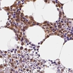 Immunohistochemical staining of human bone marrow using Anti-SERPINB1 antibody HPA052642.