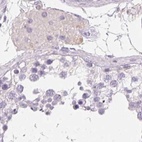 Immunohistochemical staining of human testis using Anti-SERPINB1 antibody HPA052642.