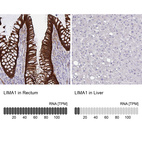 Anti-LIMA1 Antibody