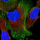 Immunofluorescent staining of human cell line U-2 OS shows localization to plasma membrane, actin filaments & focal adhesion sites.