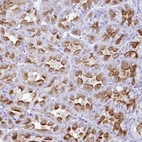 Immunohistochemical staining of human stomach shows strong cytoplasmic positivity in glandular cells.