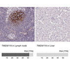 Anti-TMEM119 Antibody