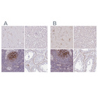 Anti-TMEM119 Antibody